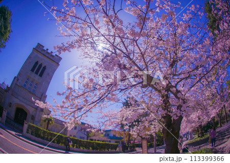 横浜元町の桜と横浜山手聖公会 横浜元町の桜と横浜山手聖公会 113399366