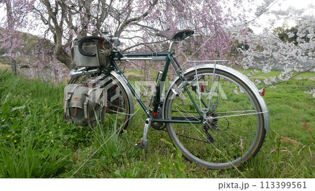 桜と自転車 113399561