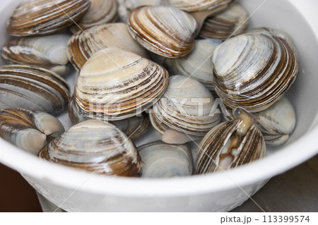 北海道厚真町に打ち上げられたホッキガイ 白いたらいで砂抜きをする 北海道厚真町に打ち上げられたホッキガイ 白いたらいで砂抜きをする 113399574