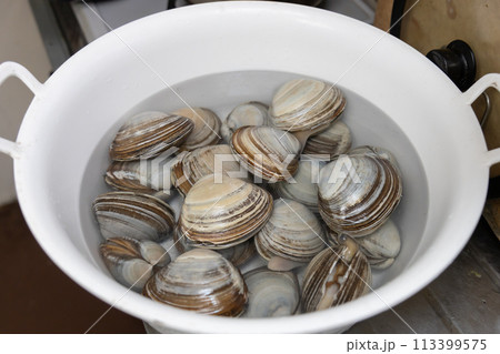 北海道厚真町に打ち上げられたホッキガイ 白いたらいで砂抜きをする 北海道厚真町に打ち上げられたホッキガイ 白いたらいで砂抜きをする 113399575