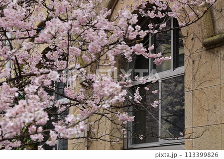 【京都】早咲きの桜「春めき」、レトロな学舎 旧成徳中学校と共に美しく、たくさんの人を魅了していた。 113399826