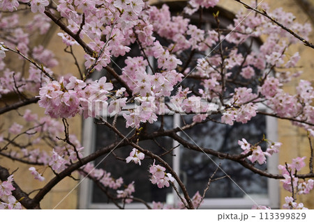 【京都】早咲きの桜「春めき」、レトロな学舎 旧成徳中学校と共に美しく、たくさんの人を魅了していた。 113399829