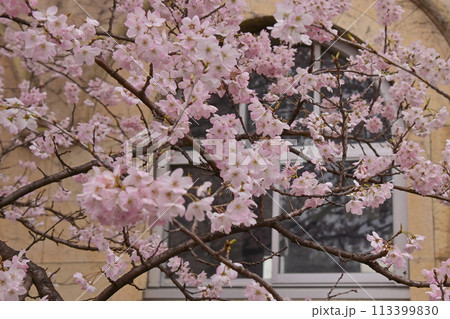 【京都】早咲きの桜「春めき」、レトロな学舎 旧成徳中学校と共に美しく、たくさんの人を魅了していた。 【京都】早咲きの桜「春めき」、レトロな学舎 旧成徳中学校と共に美しく、たくさんの人を魅了していた。 113399830