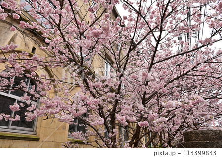 【京都】早咲きの桜「春めき」、レトロな学舎 旧成徳中学校と共に美しく、たくさんの人を魅了していた。 113399833