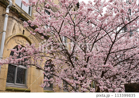 【京都】早咲きの桜「春めき」、レトロな学舎 旧成徳中学校と共に美しく、たくさんの人を魅了していた。 【京都】早咲きの桜「春めき」、レトロな学舎 旧成徳中学校と共に美しく、たくさんの人を魅了していた。 113399835