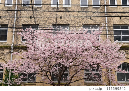 【京都】早咲きの桜「春めき」、レトロな学舎 旧成徳中学校と共に美しく、たくさんの人を魅了していた。 【京都】早咲きの桜「春めき」、レトロな学舎 旧成徳中学校と共に美しく、たくさんの人を魅了していた。 113399842