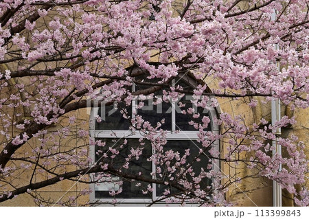 【京都】早咲きの桜「春めき」、レトロな学舎 旧成徳中学校と共に美しく、たくさんの人を魅了していた。 【京都】早咲きの桜「春めき」、レトロな学舎 旧成徳中学校と共に美しく、たくさんの人を魅了していた。 113399843