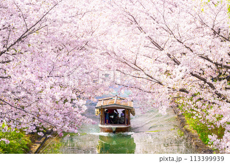 京都 桜満開の 伏見十石舟 京都 桜満開の 伏見十石舟 113399939