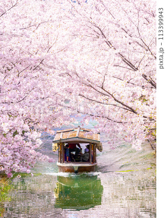 京都　桜満開の 伏見十石舟 113399943