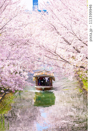 京都　桜満開の 伏見十石舟 113399946