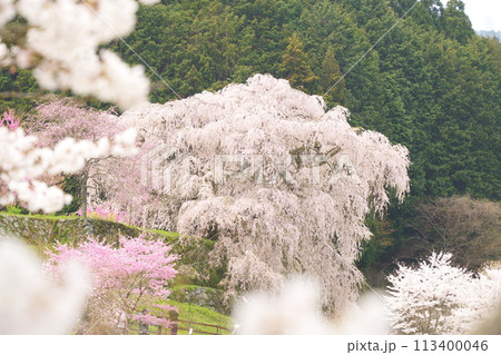 満開の又兵衛桜 満開の又兵衛桜 113400046