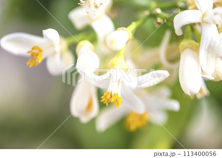 Close up for lemon in full bloom 113400056
