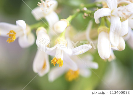 Lemon plant in full bloom; close up 113400058