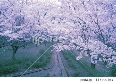 国城神社から見下ろす満開の桜 113400163