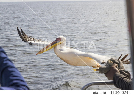 Picture of a large pelican in flight shortly before landing near Walvis Bay in Namibia 113400242