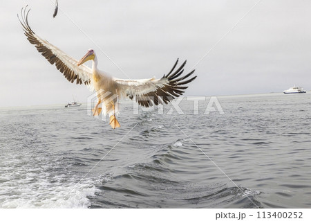 Picture of a large pelican in flight shortly before landing near Walvis Bay in Namibia Picture of a large pelican in flight shortly before landing near Walvis Bay in Namibia 113400252