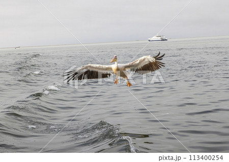 Picture of a large pelican in flight shortly before landing near Walvis Bay in Namibia 113400254