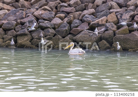 Picture of a large pelican swimming in the water near Walvis Bay in Namibia Picture of a large pelican swimming in the water near Walvis Bay in Namibia 113400258