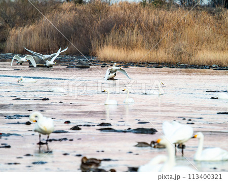 首都圏の荒川で越冬する白鳥　夕方の優雅な飛翔 113400321