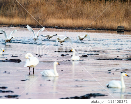 首都圏の荒川で越冬する白鳥　夕方の優雅な飛翔 113400371