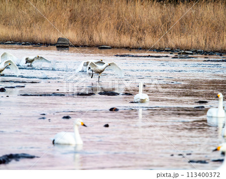 首都圏の荒川で越冬する白鳥　夕方の優雅な飛翔 113400372