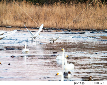 首都圏の荒川で越冬する白鳥　夕方の優雅な飛翔 113400373