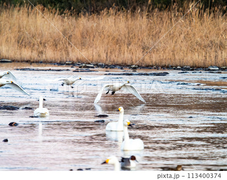 首都圏の荒川で越冬する白鳥 夕方の優雅な飛翔 首都圏の荒川で越冬する白鳥 夕方の優雅な飛翔 113400374