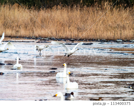 首都圏の荒川で越冬する白鳥 夕方の優雅な飛翔 首都圏の荒川で越冬する白鳥 夕方の優雅な飛翔 113400375