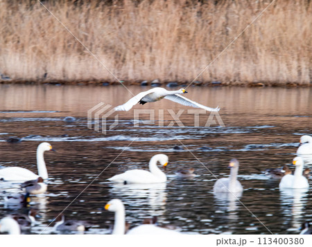首都圏の荒川で越冬する白鳥　夕方の優雅な飛翔 113400380