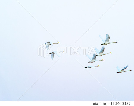 首都圏の荒川で越冬する白鳥　夕方の優雅な飛翔 113400387