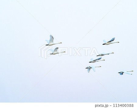 首都圏の荒川で越冬する白鳥 夕方の優雅な飛翔 首都圏の荒川で越冬する白鳥 夕方の優雅な飛翔 113400388