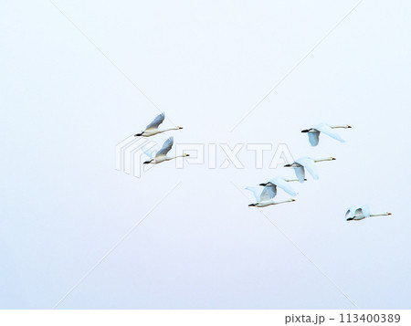 首都圏の荒川で越冬する白鳥 夕方の優雅な飛翔 首都圏の荒川で越冬する白鳥 夕方の優雅な飛翔 113400389