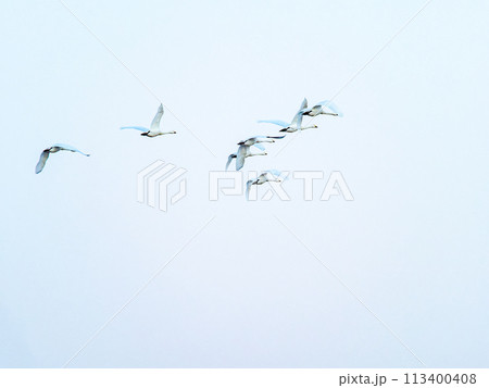 首都圏の荒川で越冬する白鳥　夕方の優雅な飛翔 113400408