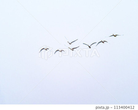 首都圏の荒川で越冬する白鳥　夕方の優雅な飛翔 113400412
