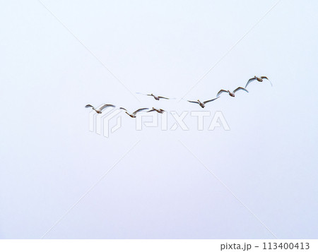 首都圏の荒川で越冬する白鳥　夕方の優雅な飛翔 113400413