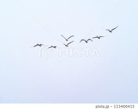 首都圏の荒川で越冬する白鳥　夕方の優雅な飛翔 113400415