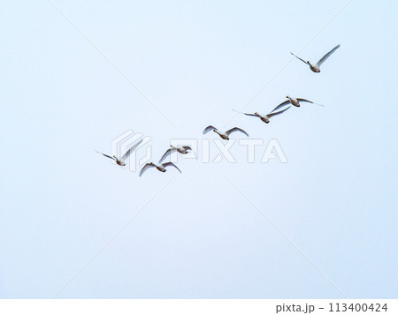 首都圏の荒川で越冬する白鳥 夕方の優雅な飛翔 首都圏の荒川で越冬する白鳥 夕方の優雅な飛翔 113400424