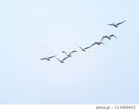 首都圏の荒川で越冬する白鳥　夕方の優雅な飛翔 113400425