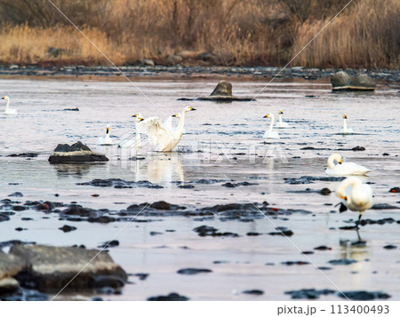 首都圏の荒川で越冬する優雅で躍動的な白鳥の羽ばたき 113400493
