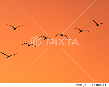 首都圏の荒川で越冬する白鳥　夕焼け空の優雅な飛翔のシルエット 113400711