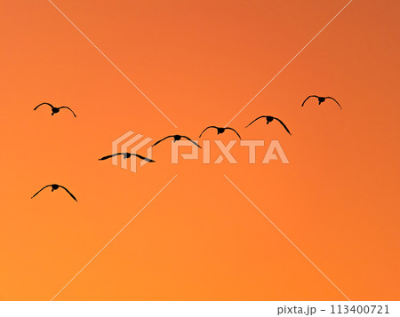 首都圏の荒川で越冬する白鳥　夕焼け空の優雅な飛翔のシルエット 113400721