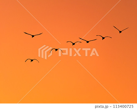 首都圏の荒川で越冬する白鳥　夕焼け空の優雅な飛翔のシルエット 113400725