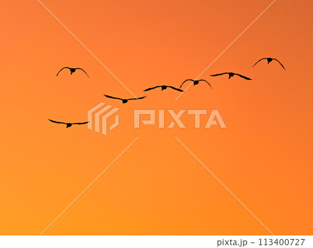 首都圏の荒川で越冬する白鳥 夕焼け空の優雅な飛翔のシルエット 首都圏の荒川で越冬する白鳥 夕焼け空の優雅な飛翔のシルエット 113400727