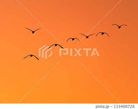 首都圏の荒川で越冬する白鳥 夕焼け空の優雅な飛翔のシルエット 首都圏の荒川で越冬する白鳥 夕焼け空の優雅な飛翔のシルエット 113400728