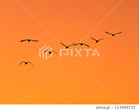 首都圏の荒川で越冬する白鳥 夕焼け空の優雅な飛翔のシルエット 首都圏の荒川で越冬する白鳥 夕焼け空の優雅な飛翔のシルエット 113400735