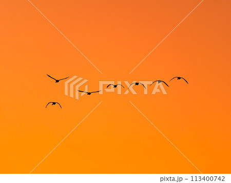 首都圏の荒川で越冬する白鳥 夕焼け空の優雅な飛翔のシルエット 首都圏の荒川で越冬する白鳥 夕焼け空の優雅な飛翔のシルエット 113400742