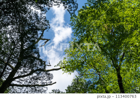 青空に映える新緑 青空に映える新緑 113400763