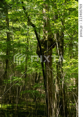 新緑の木々 新緑の木々 113400769
