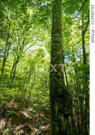 新緑の森を見上げる 113400783