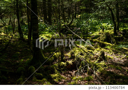 苔に覆われた森 113400784